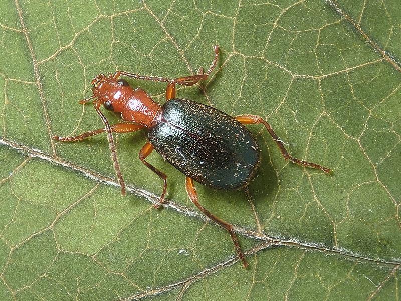 Carabidae: Brachinus psophia ?? no, Brachinus glabratus